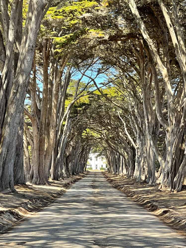 Cypress Tree Tunnel at Point Reyes National Seashore in Northern California