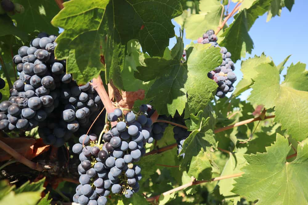 Grapes on vine in Lodi, California