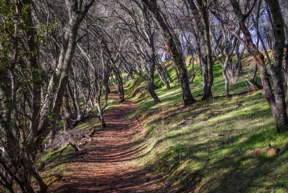 A hiking trail in Hidden Falls Regional Park in Auburn, CA