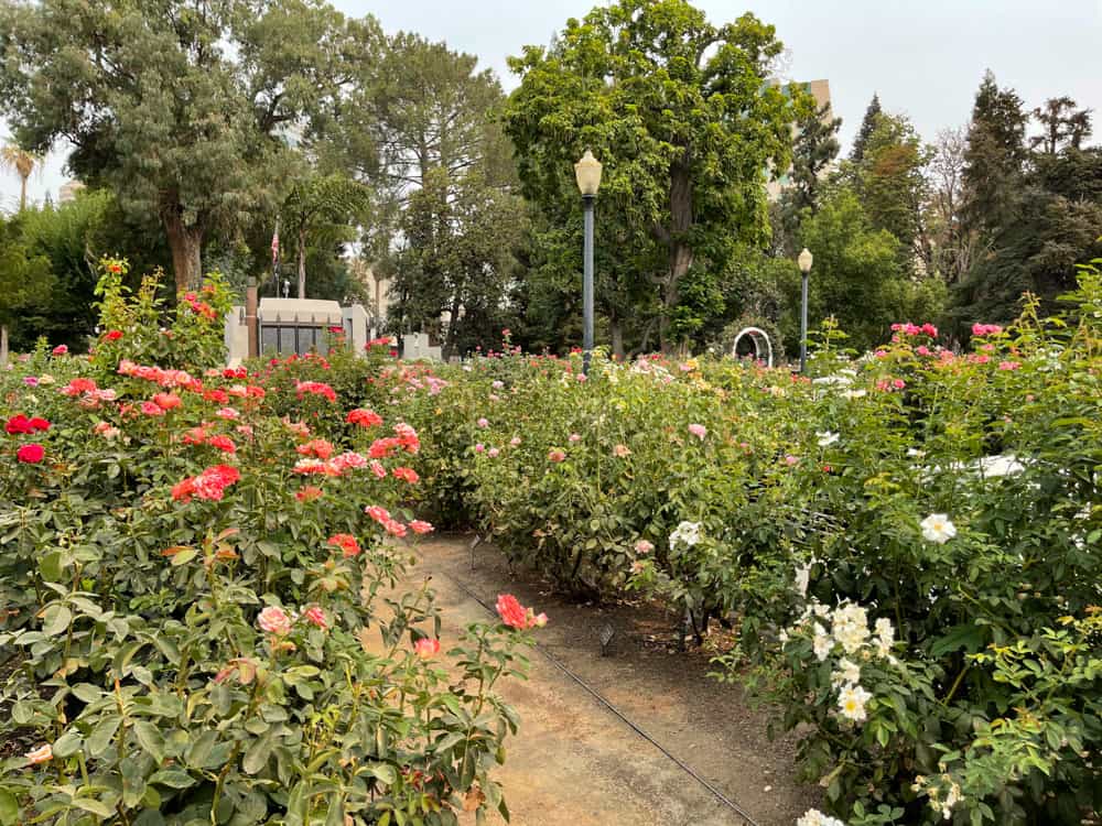 Rose Garden in Capitol Park, Sacramento, CA