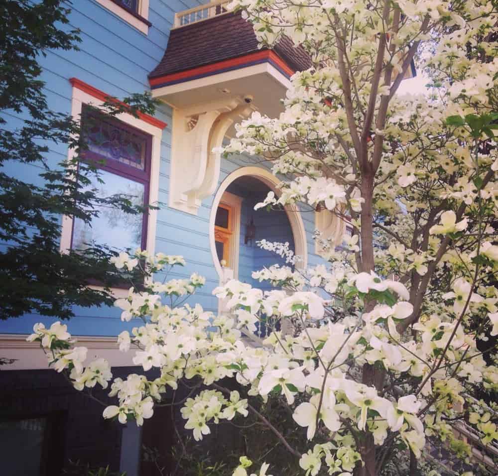 A dogwood in bloom against Victorian  architecture in Nevada City, CA