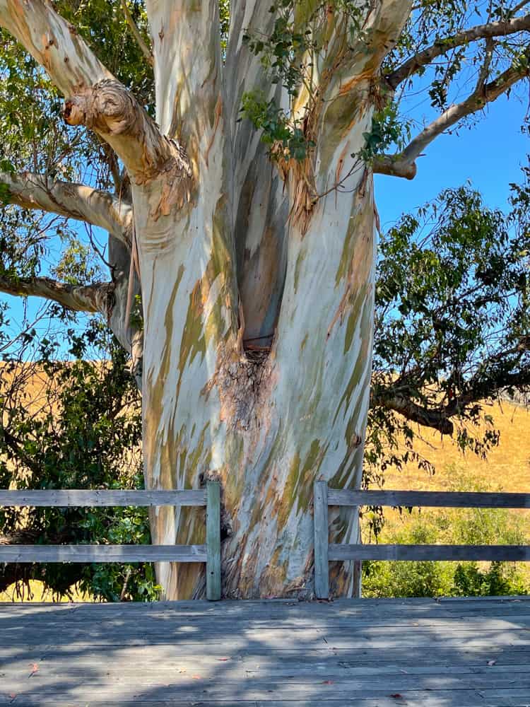 Eucalyptus tree in Harmony, CA