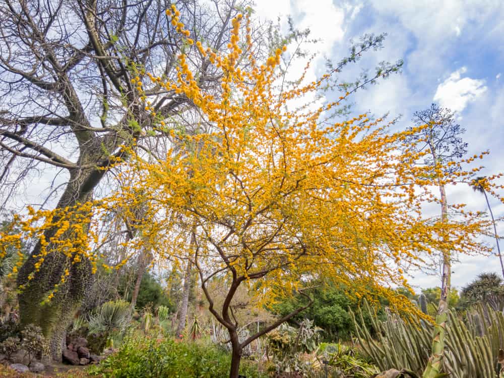 Acacia in bloom at the Huntington Gardens, Pasadena, CA
