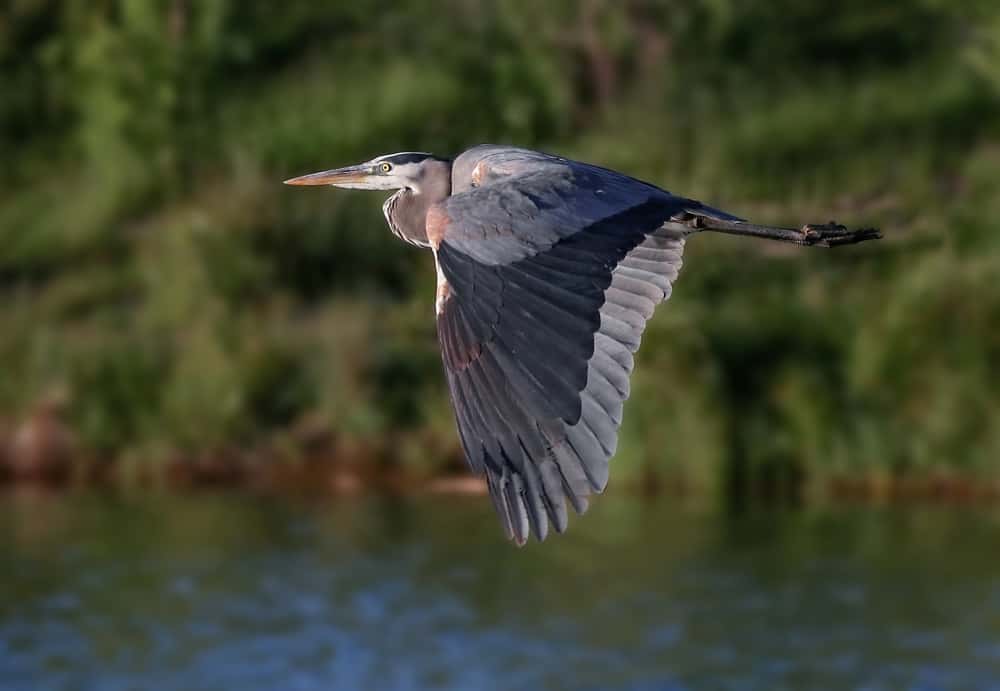 Blue heron in flight