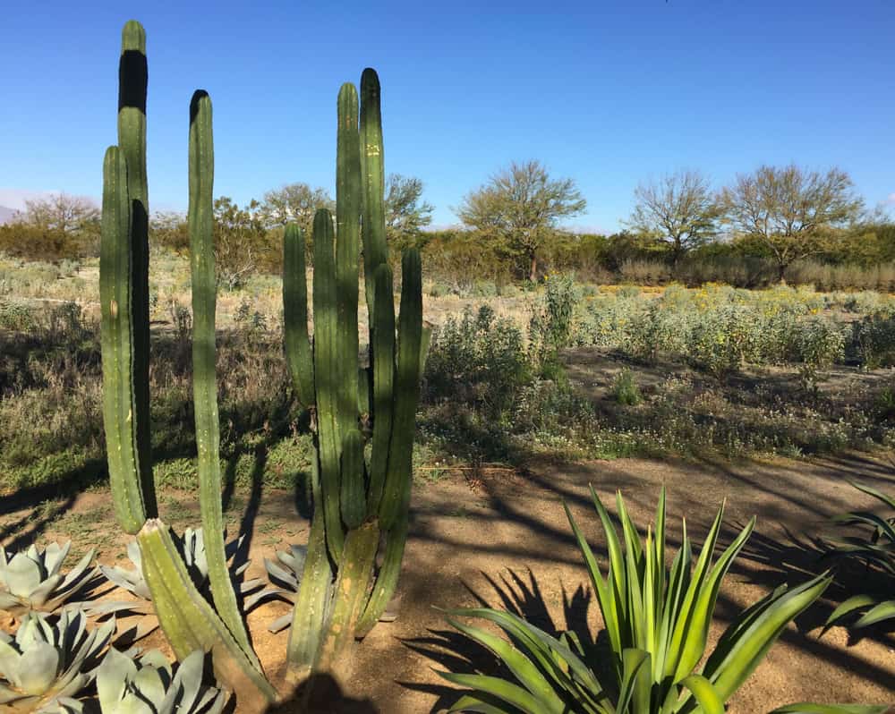 Cactus plants at the Sunnylands Desert Gardens in California