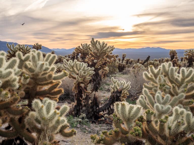 The Cholla Cactus Boardwalk Trail is one of the easiest hikes in Joshua Tree National Park, California
