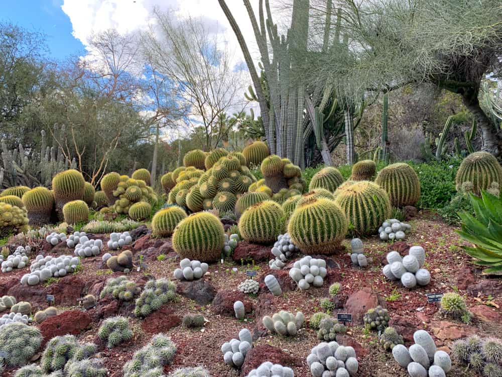 Plants in the Desert Garden at the Huntington in San Marino California
