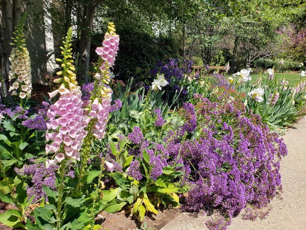 A colorful flower border in the Huntington Gardens in san Marino California
