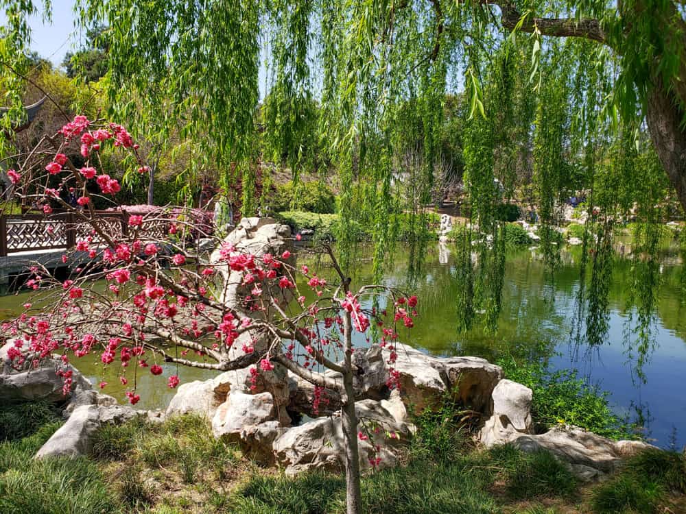 Japanese Garden at the Huntington in Pasadena, California