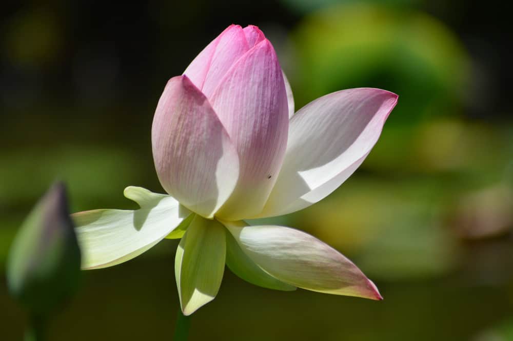 A lotus in bloom at the Huntington Gardens in San Marino California