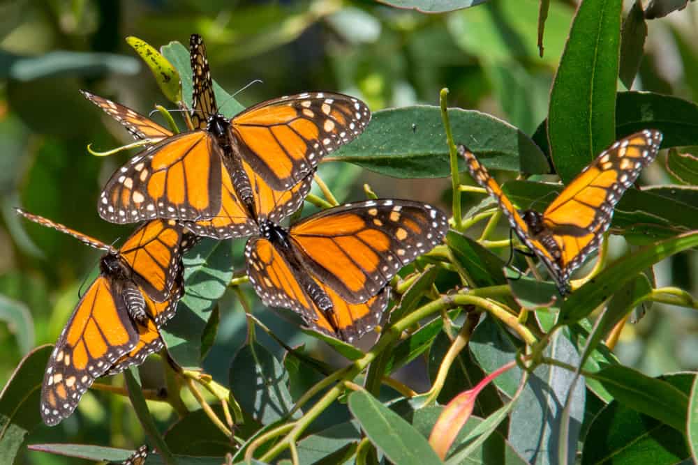 Monarch Butterfly Grove in Pismo Beach, California