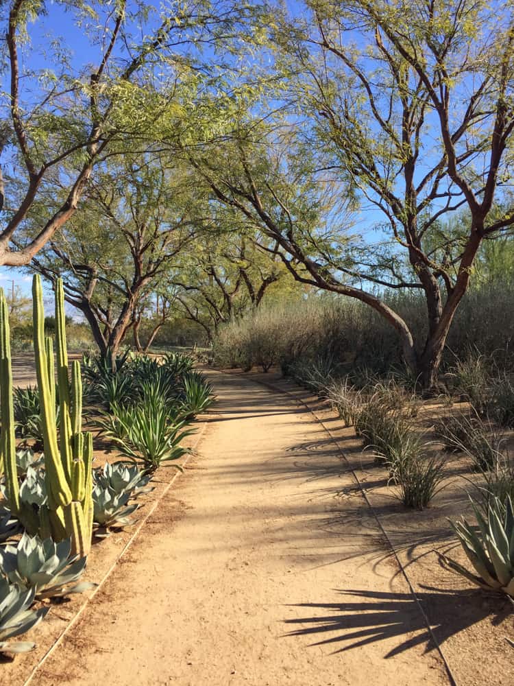 A pathway at the desert gardens at Sunnylands in California
