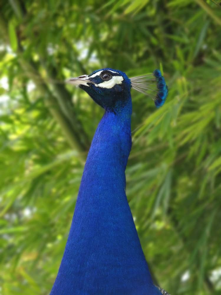 A peacock at the Huntington Gardens in California