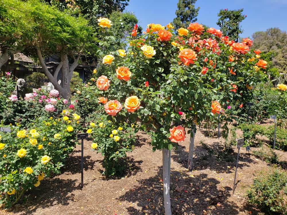 The Rose Garden in the Huntington in Sputhern California in bloom