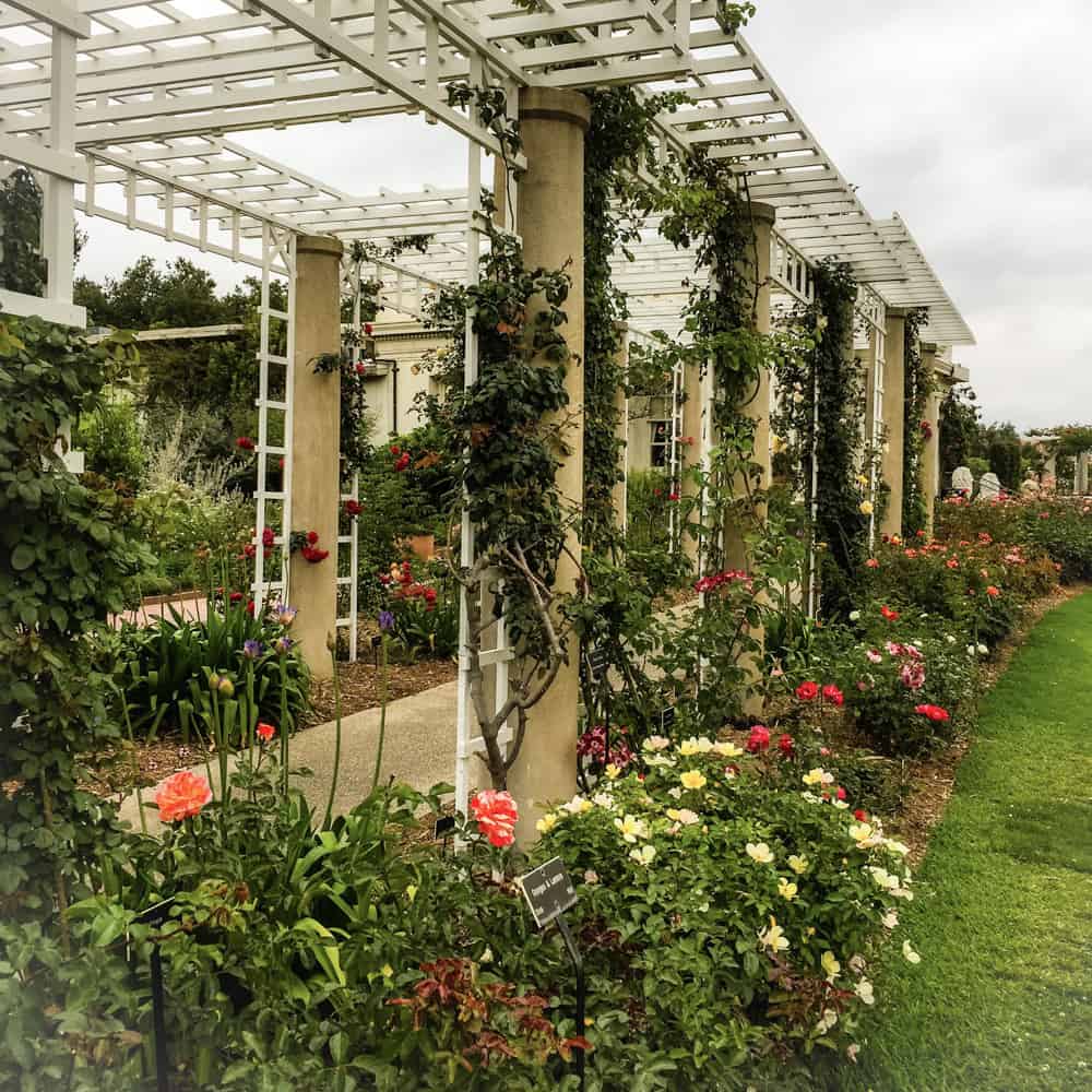 Walkway through the Rose Garden at the Huntington Gardens in California