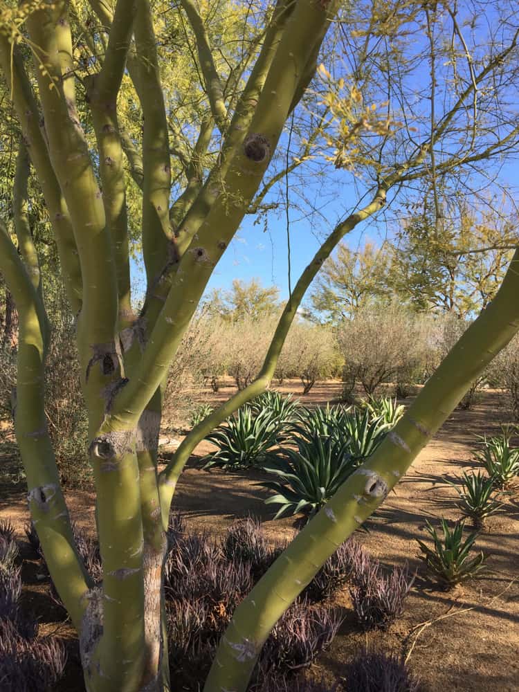 Sunnylands Desert Gardens in Rancho Mirage, CA