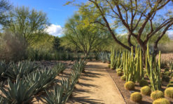 Visiting Sunnylands Center and Gardens near Palm Springs, CA