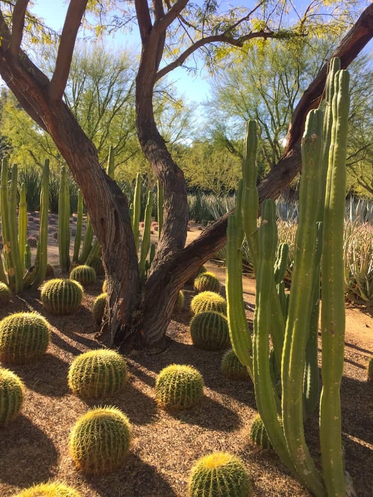 Plant groupings at Sunnylands in Rancho Mirage CA
