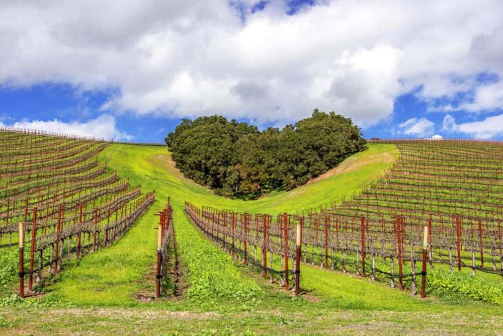 Niners Estate Paso Robles CA