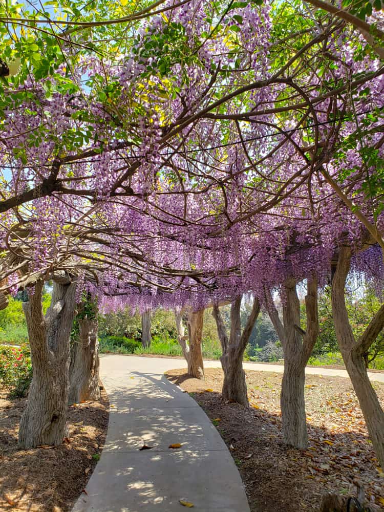 Wisteria walkway at the Huntington Gardens in San Marino California