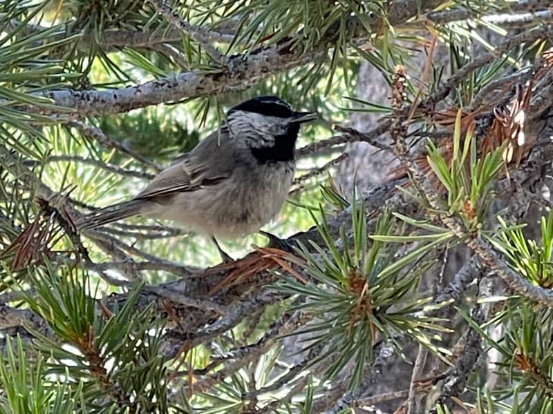 Bird at Nunatak Nature Trail along Tioga Road in California