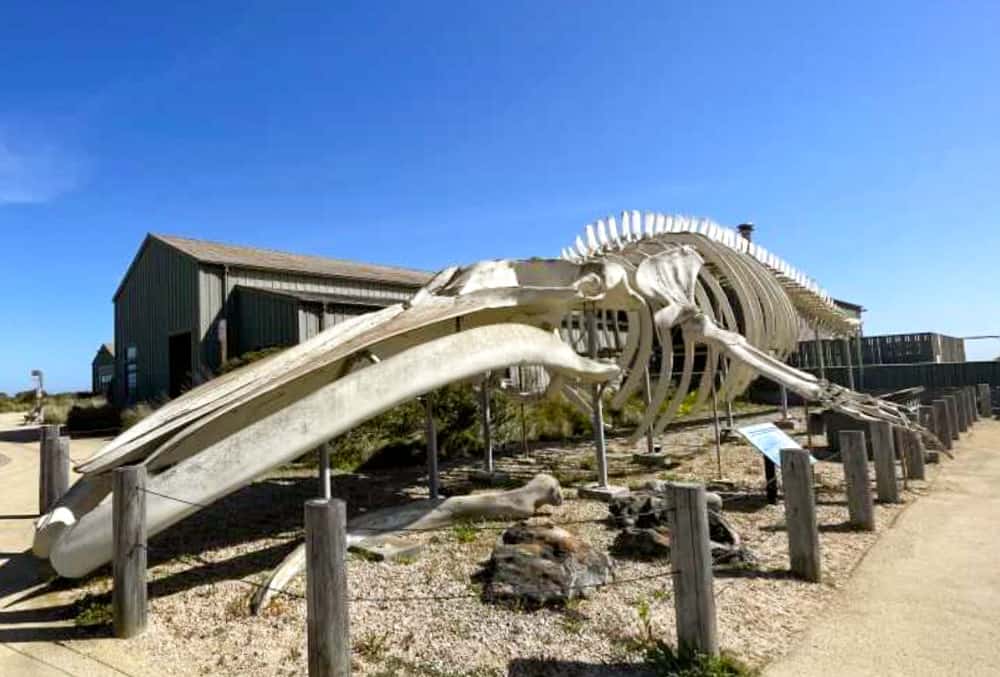Seymour Marine Discovery Center in Santa Cruz, California