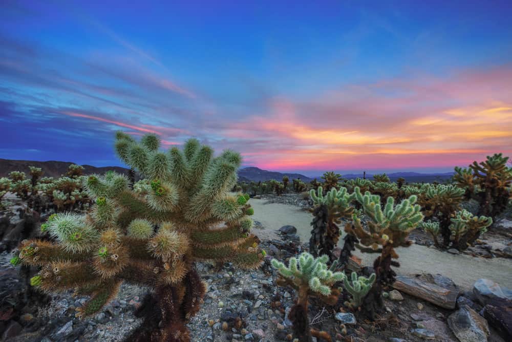 Cholla Cactus Garden at Joshua Tree National Park in Southern California