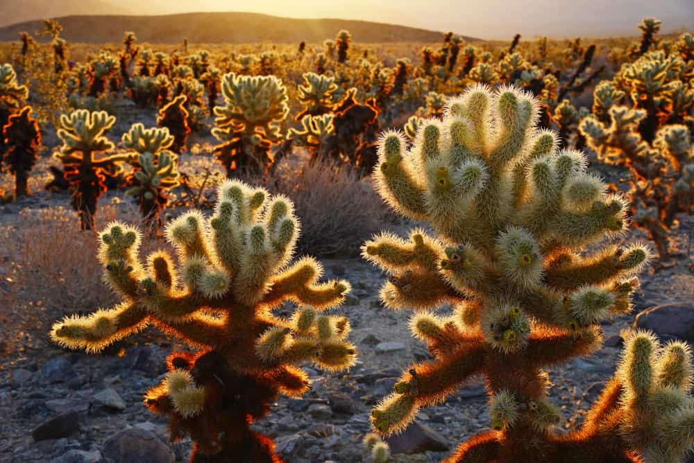 Cholla Cactus Garden Nature Trail is one of the easiest trails in Joshua Tree National Park in California.