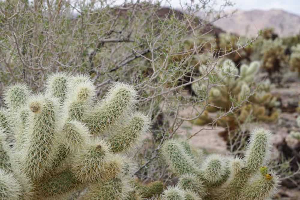 Cholla cactus in Joshua Tree National Park 