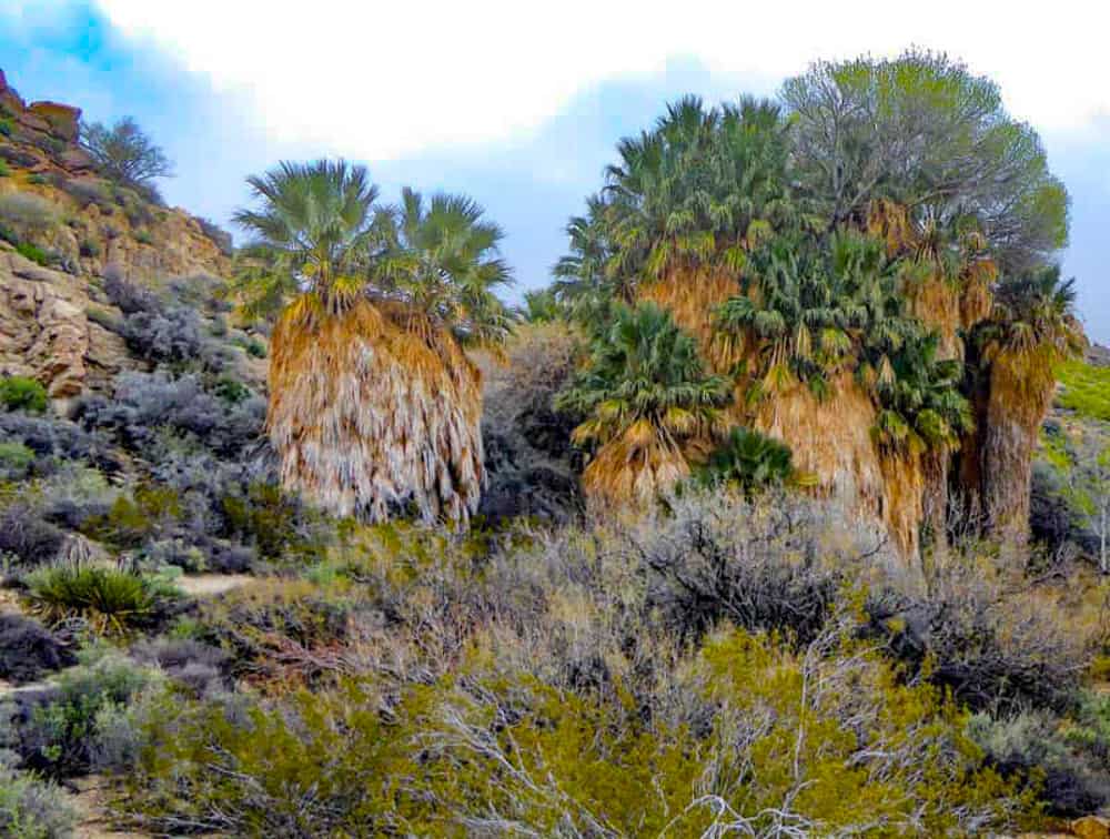 California Fan Palms in Joshua Tree National Park California