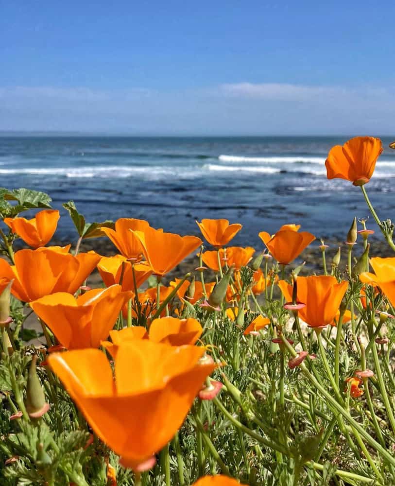 View from East Cliff Drive in Santa Cruz, CA, in the spring