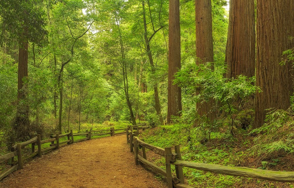 Hiking trail in Henry Cowell Redwoods State Park in California