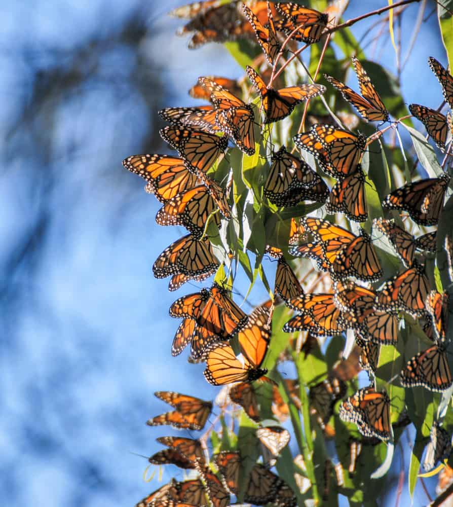 Monarch butterflies on a eucalyptus tree in California