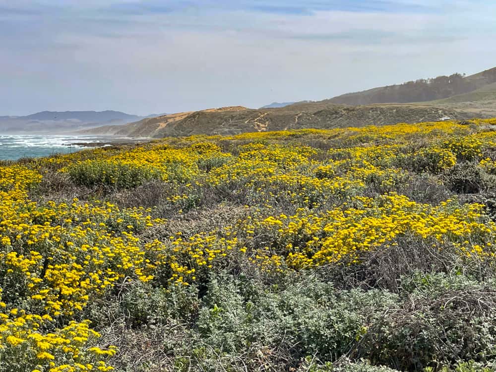 Bluff Trail in Montana de Oro State Park in Los Osos CA