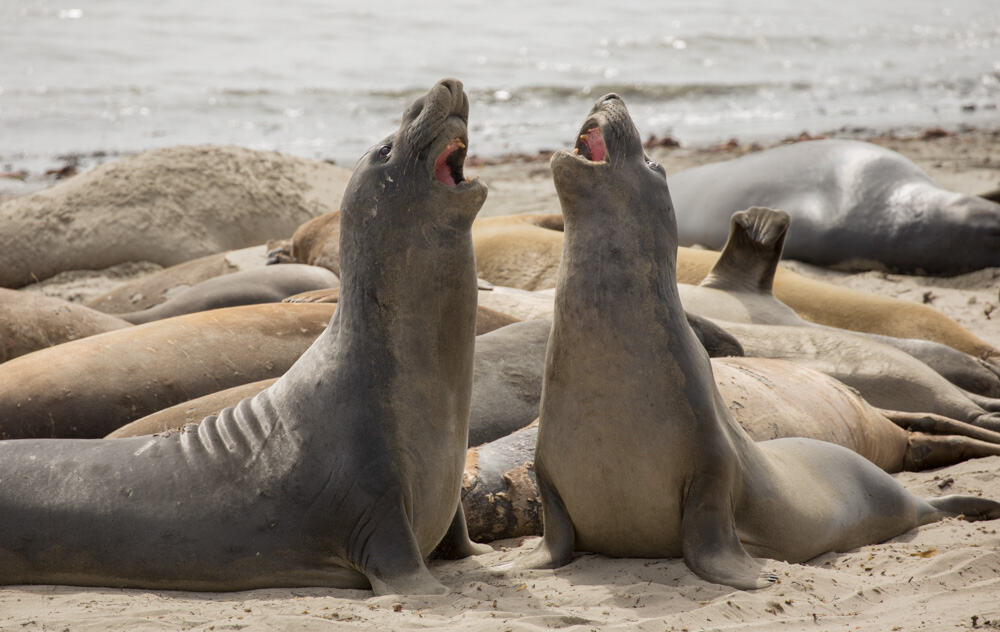 Elephant seals in CA