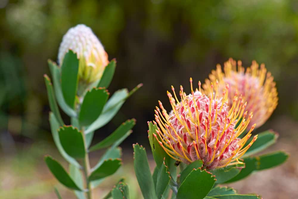 Protea in bloom