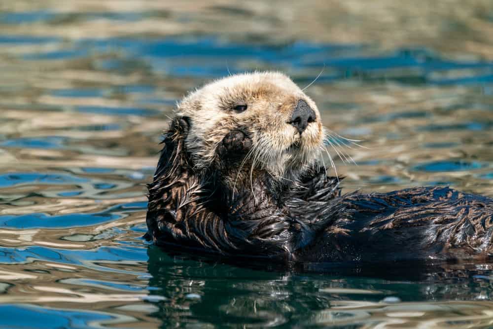 Sea otter, California