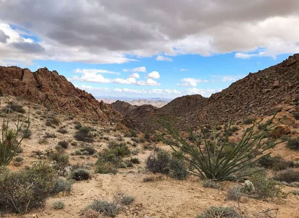 A view from the Lost Palms Oasis Trail in Joshua Tree National Park California