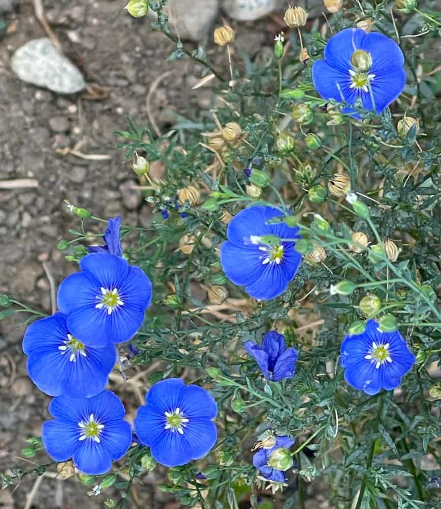 Wildflowers in California