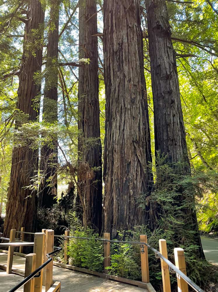 Coastal redwoods in Pfeiffer Big Sur State Park, CA