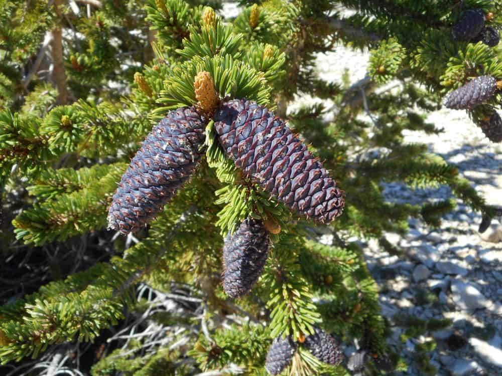 Bristlecone pine cones