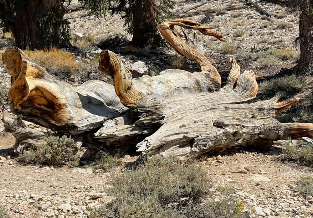 Stump along the Discovery Trail in the Ancient Bristlecone Pine Forest in California
