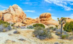 21 Best Things to Do in Joshua Tree National Park (+ Tips for Visiting!)