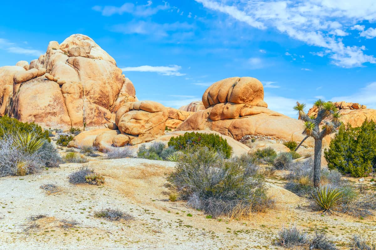 Joshua Tree National Park in Southern California offers lots of things to do!