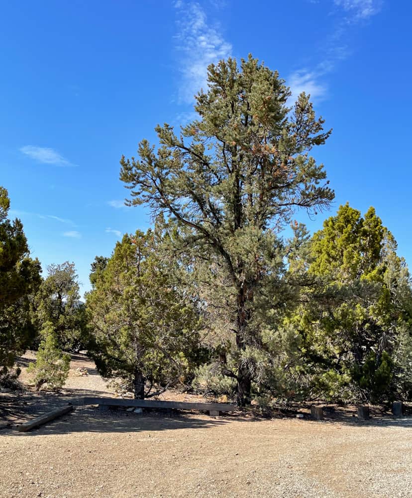 A view from the Pinyon Pine Trail