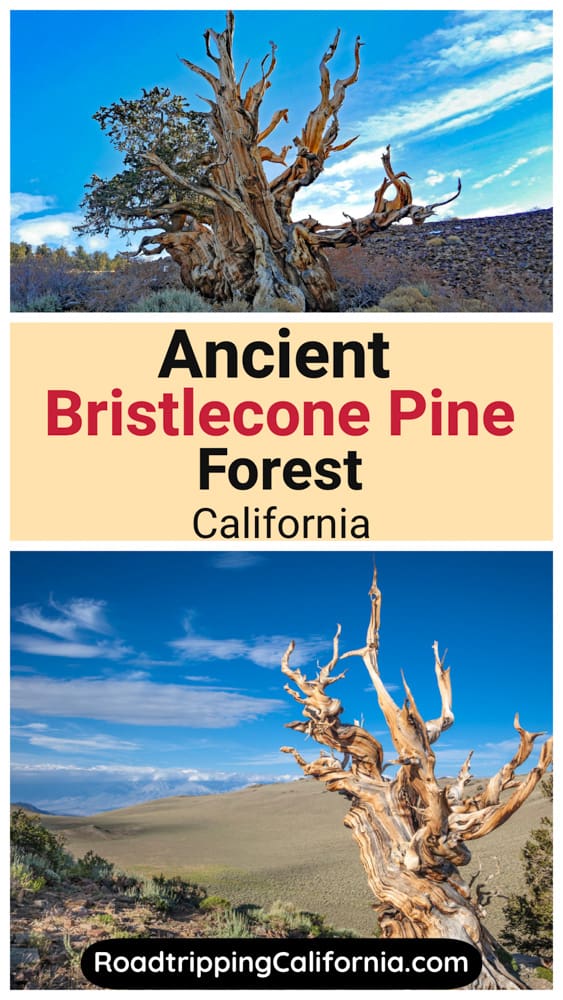 Discover how to visit the Ancient Bristlecone Pine Forest in the White Mountains of eastern California!
