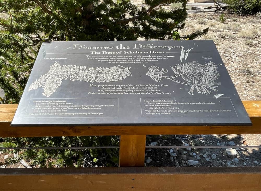 Information sign at the Visitor Center at Schulman Grove