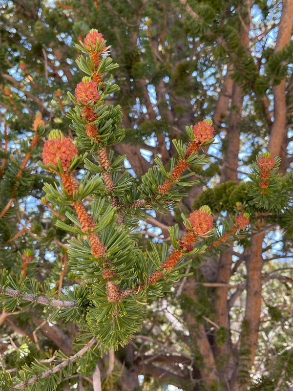 Pine cones forming on a tree at the Ancient Bristlecone Pine Forest in the White Mountains of California