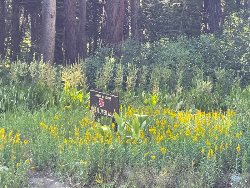 Agnew Meadows wildflower trail in Devils Postpile NM California