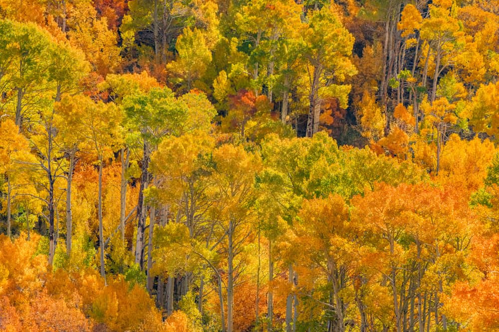 Fall colors Bishop Creek Canyon CA